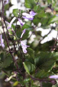 Plectranthus Mona Lavender