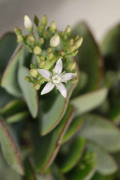 Crassula Silver Jade