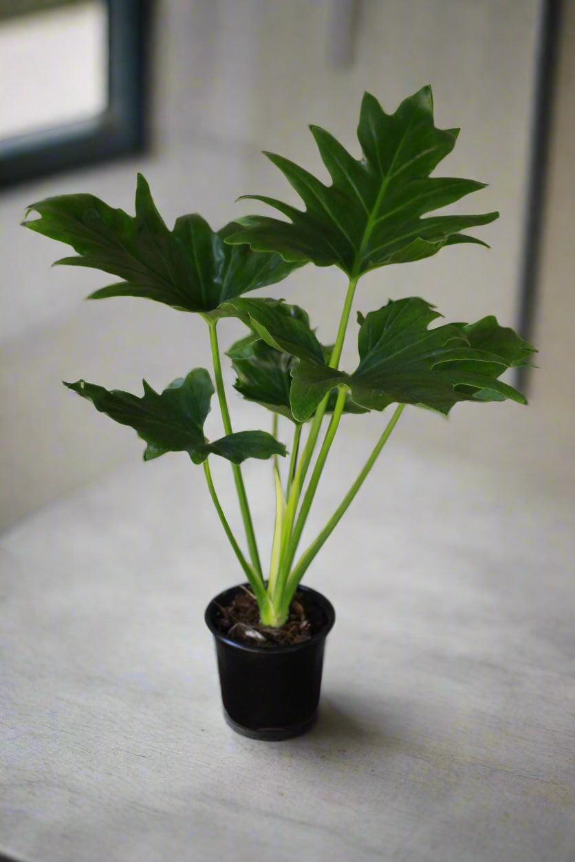 Philodendron Selloum