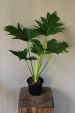 Load image into Gallery viewer, Philodendron Selloum

