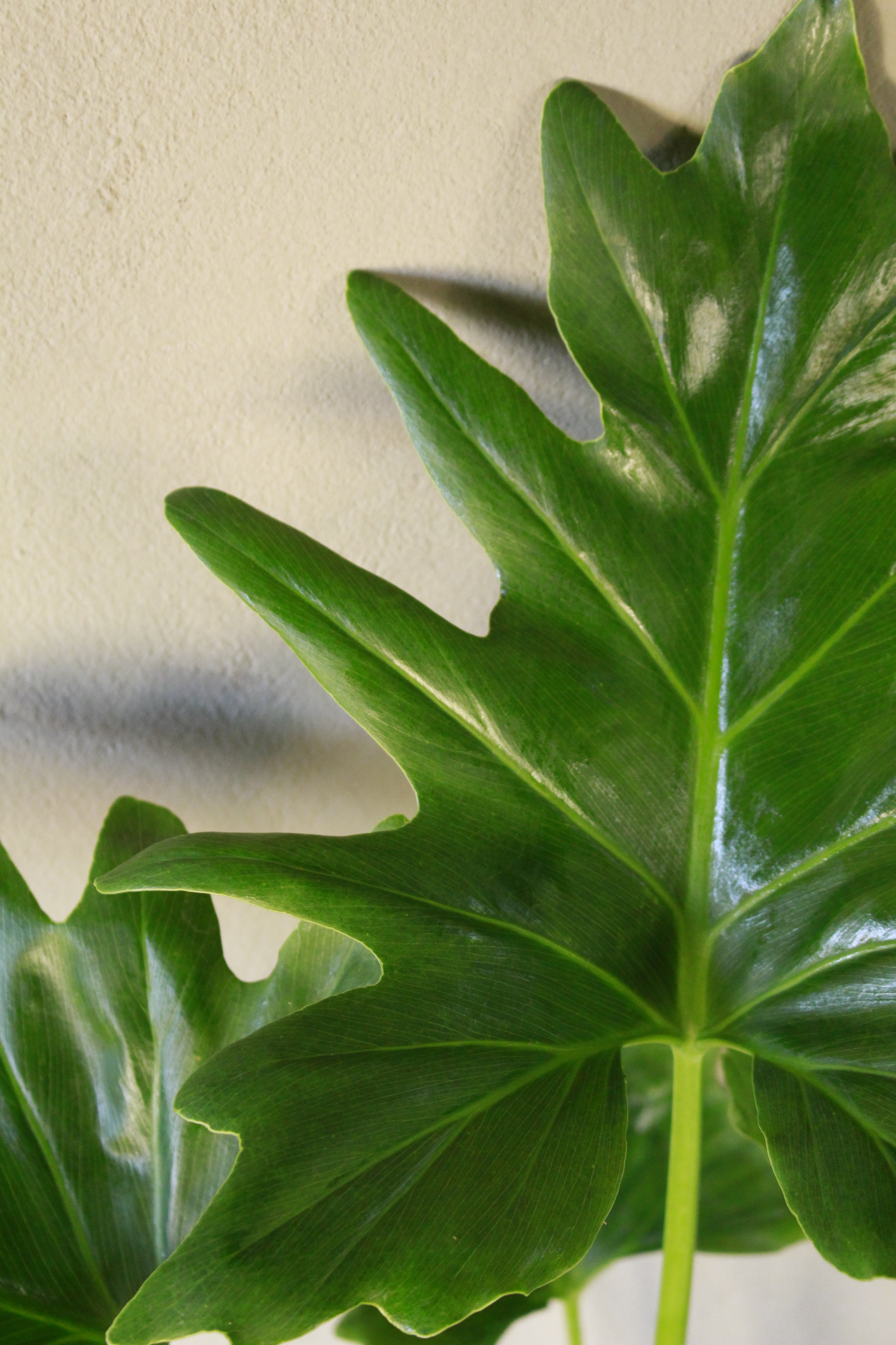 Philodendron Selloum