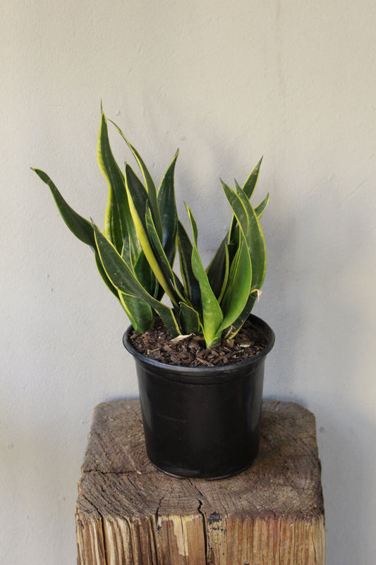 Snake Plant  Black gold