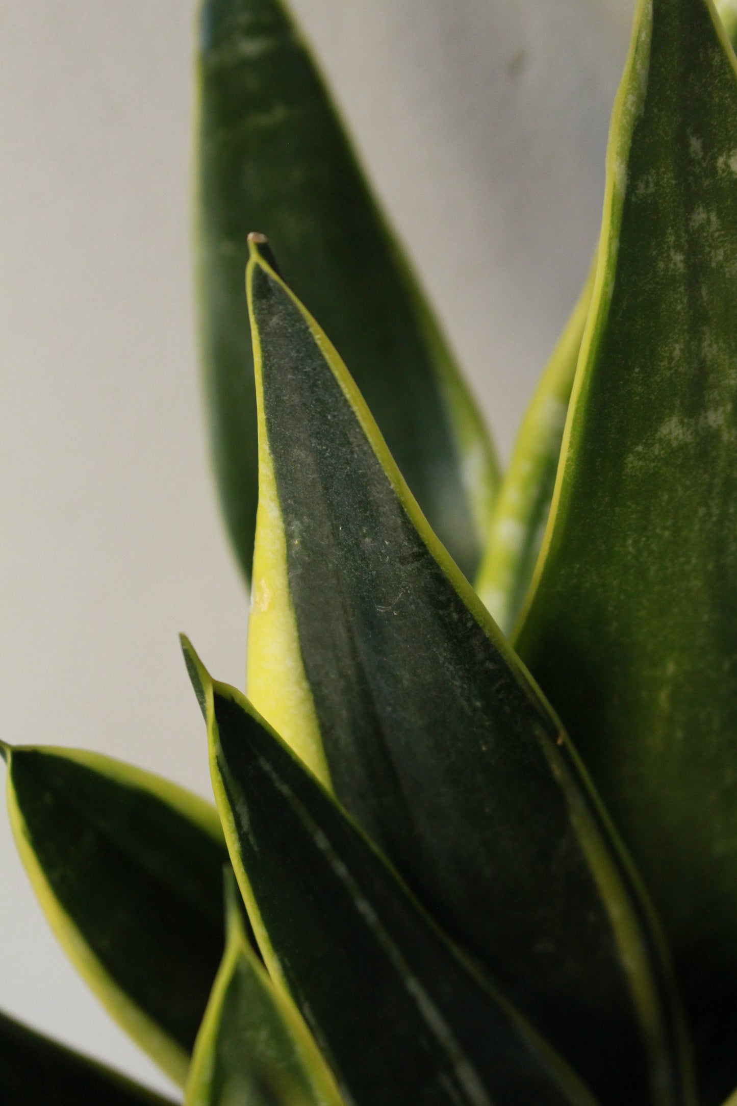 Snake Plant  Black gold