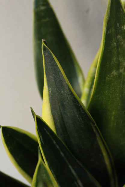 Snake Plant  Black gold