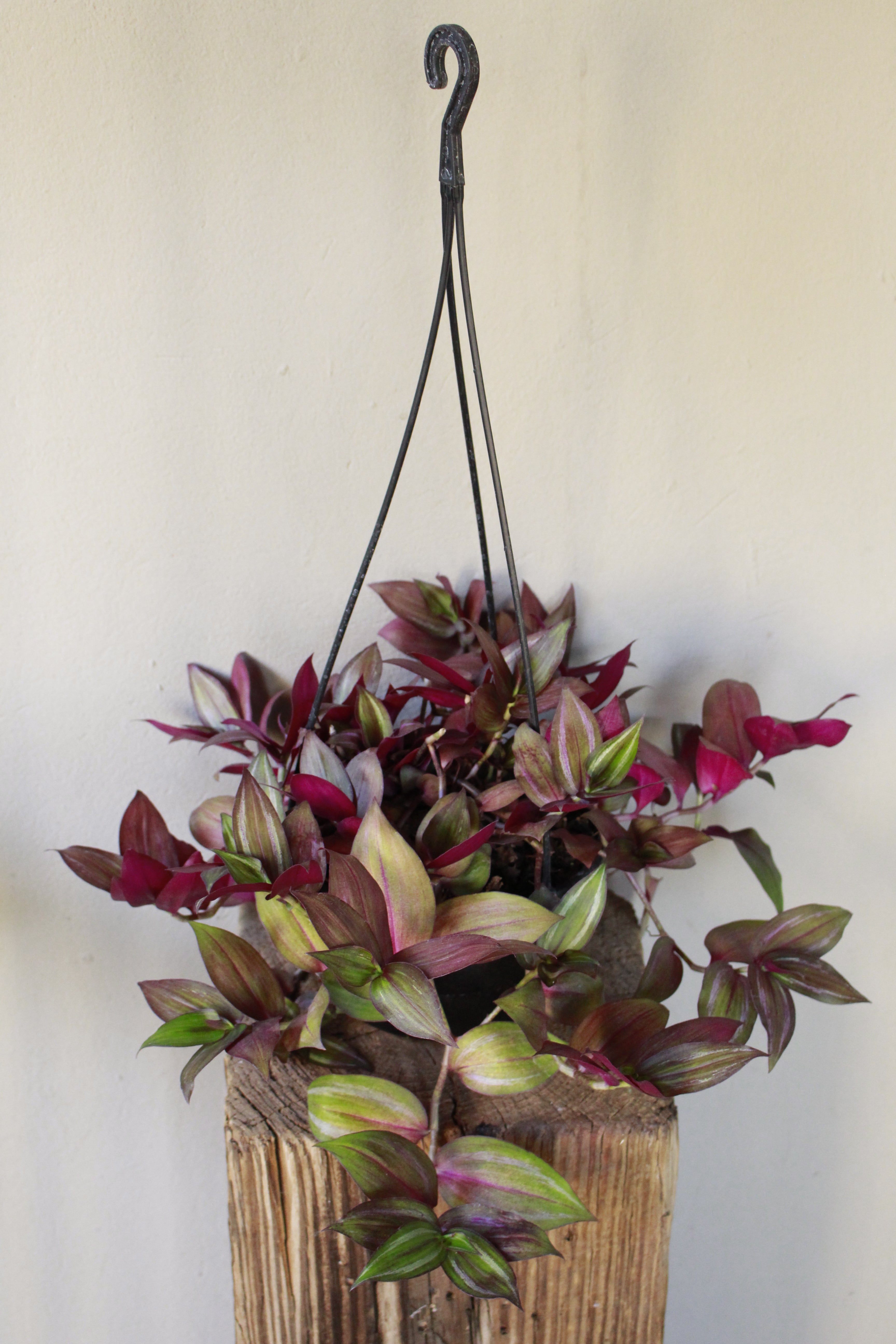 Tradescantia Red Gem hanging pot