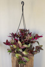Load image into Gallery viewer, Tradescantia Red Gem hanging pot
