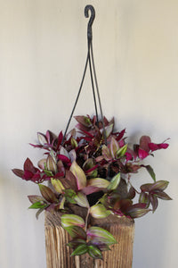 Tradescantia Red Gem hanging pot