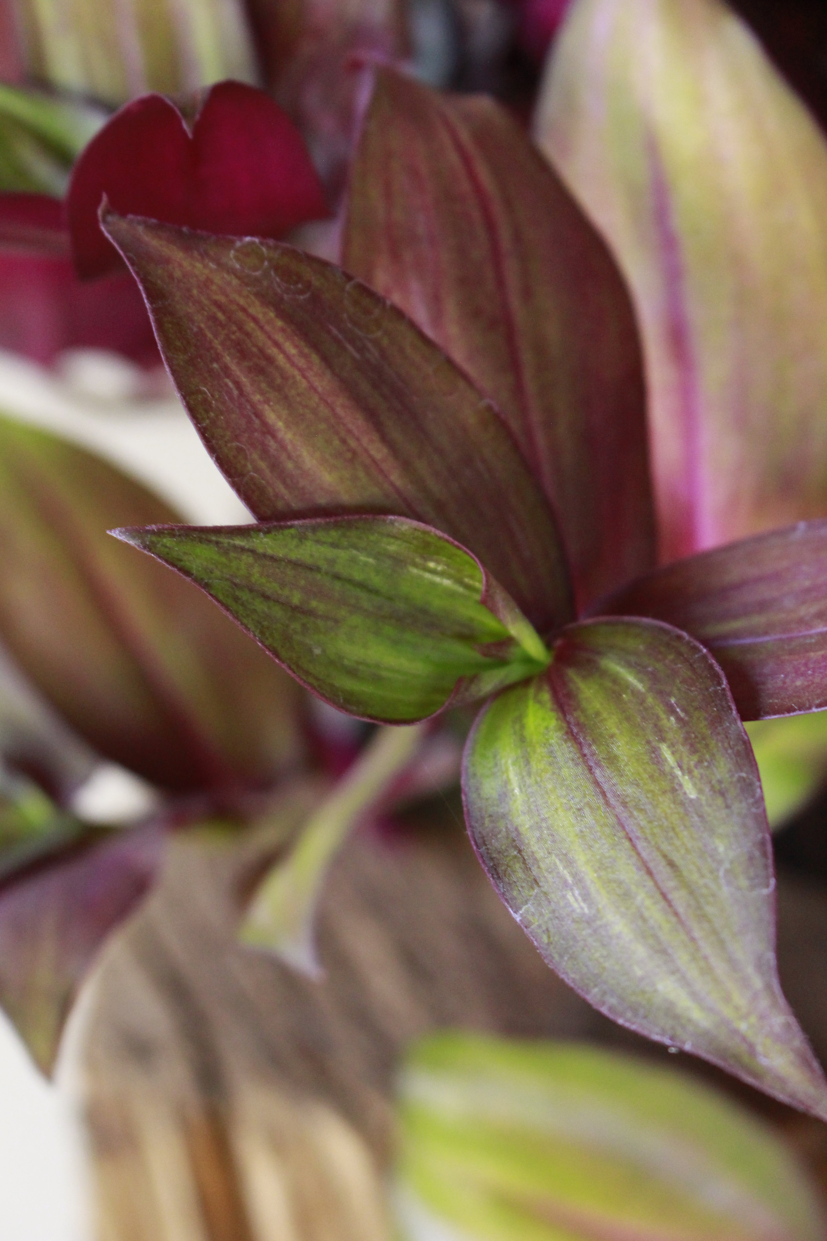 Tradescantia Red Gem hanging pot