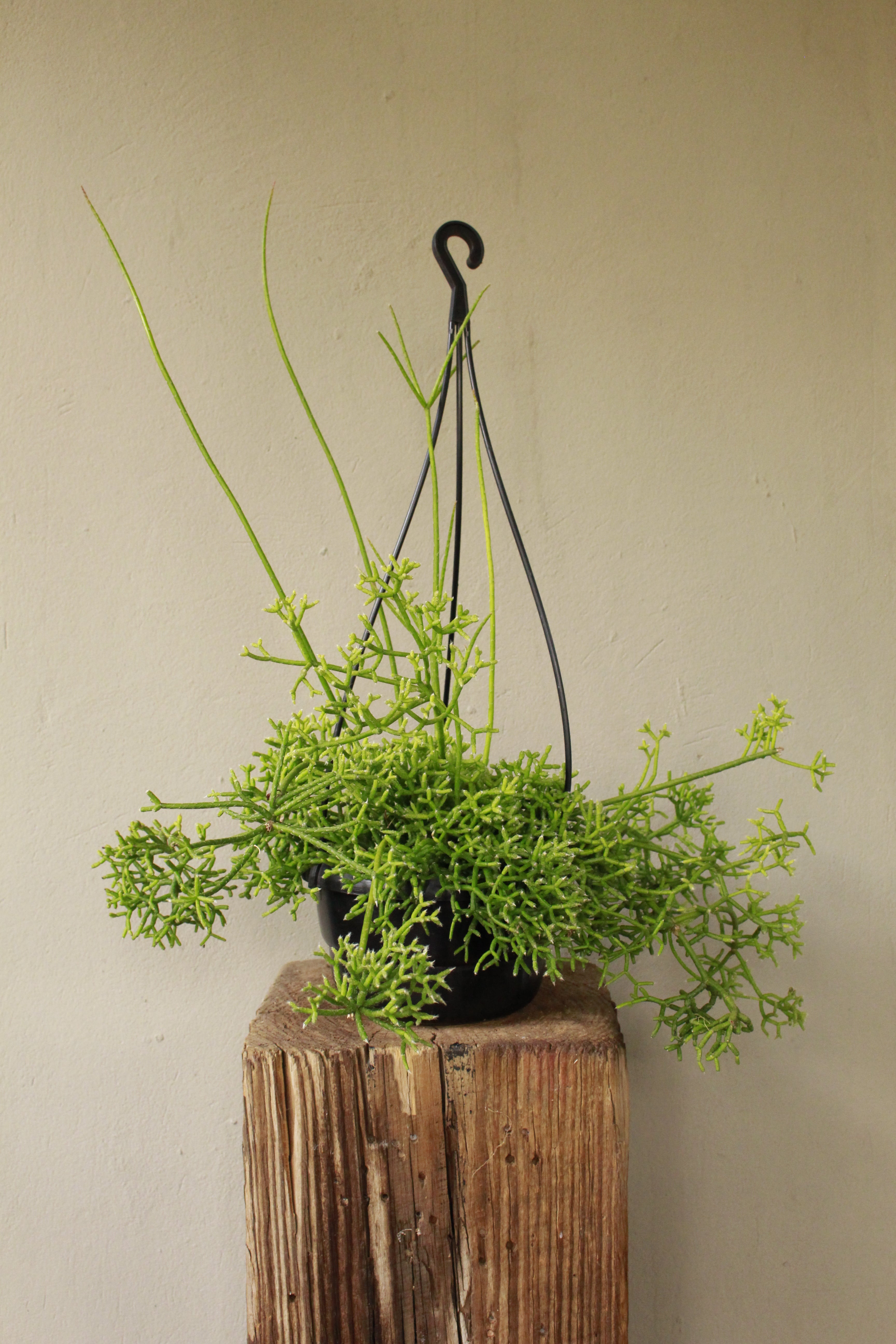 Rhipsalis Coral Cactus hanging pot