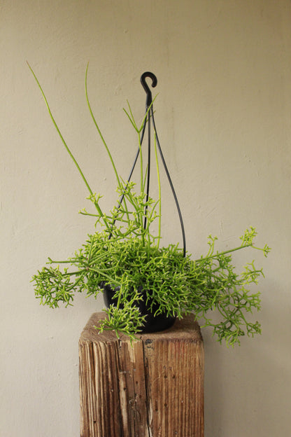 Rhipsalis Coral Cactus hanging pot