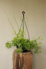 Load image into Gallery viewer, Rhipsalis Coral Cactus hanging pot
