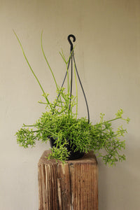 Rhipsalis Coral Cactus hanging pot