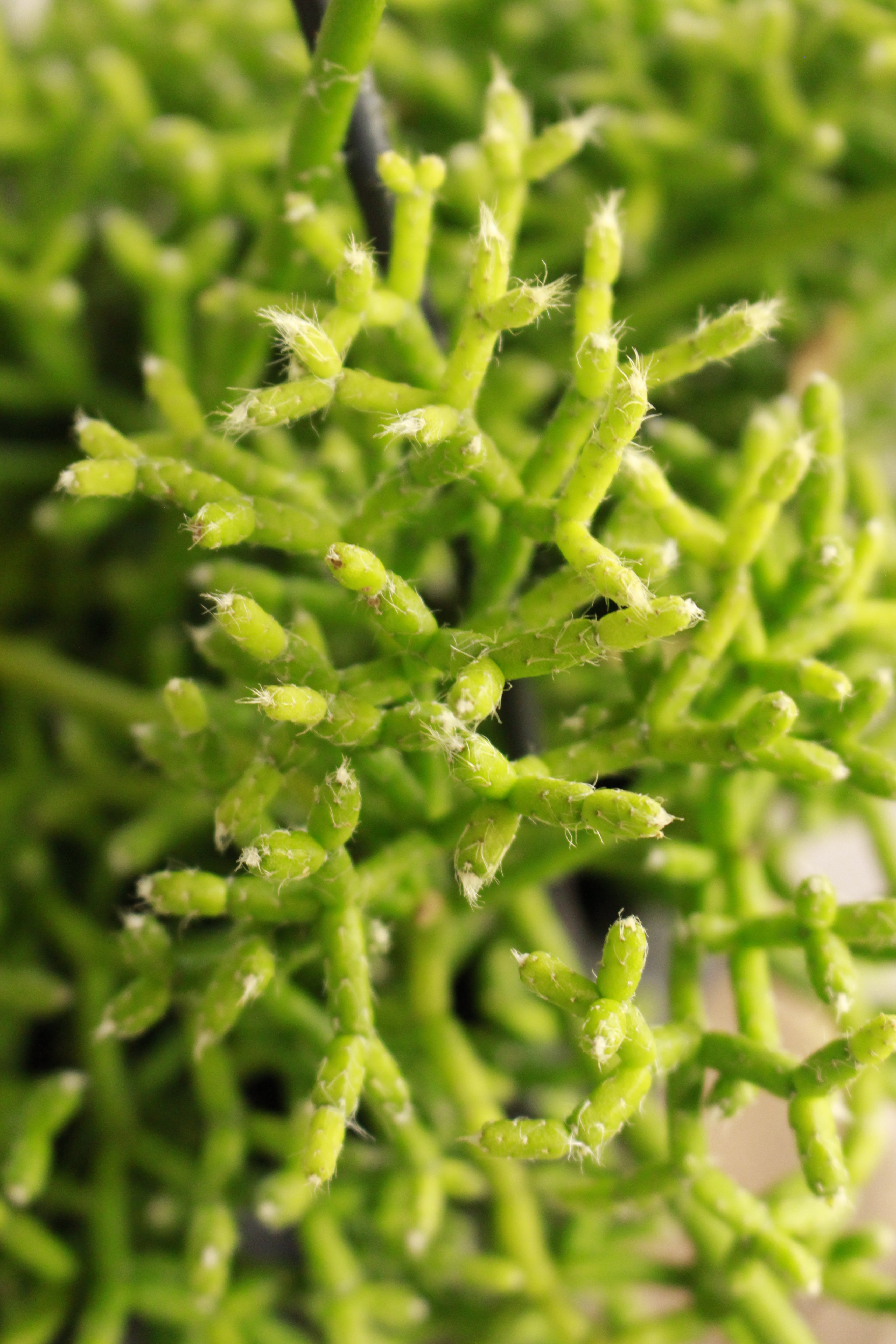 Rhipsalis Coral Cactus hanging pot