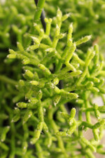Load image into Gallery viewer, Rhipsalis Coral Cactus hanging pot
