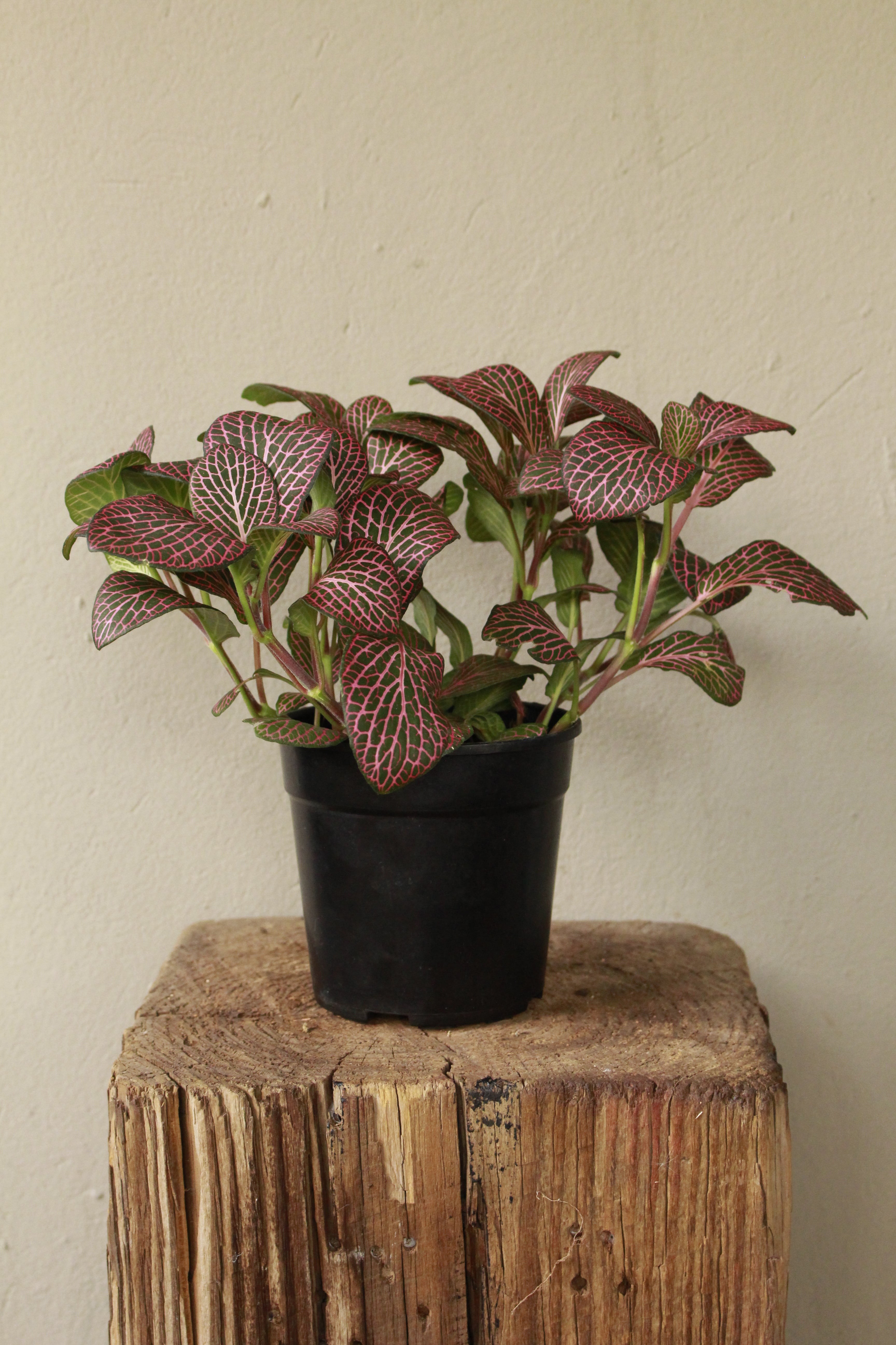 Fittonia Red- Nerve Plant