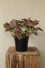 Load image into Gallery viewer, Fittonia Red- Nerve Plant
