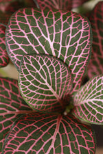 Load image into Gallery viewer, Fittonia Red- Nerve Plant
