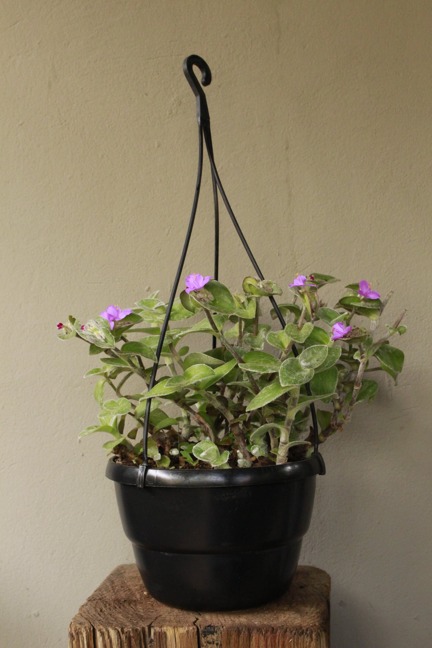 Tradescantia Sillamontana