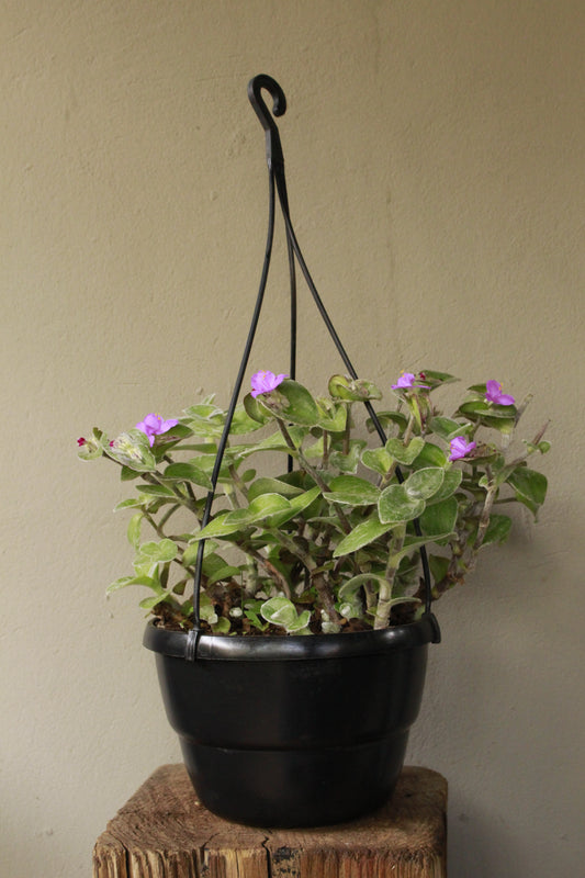 Tradescantia Sillamontana
