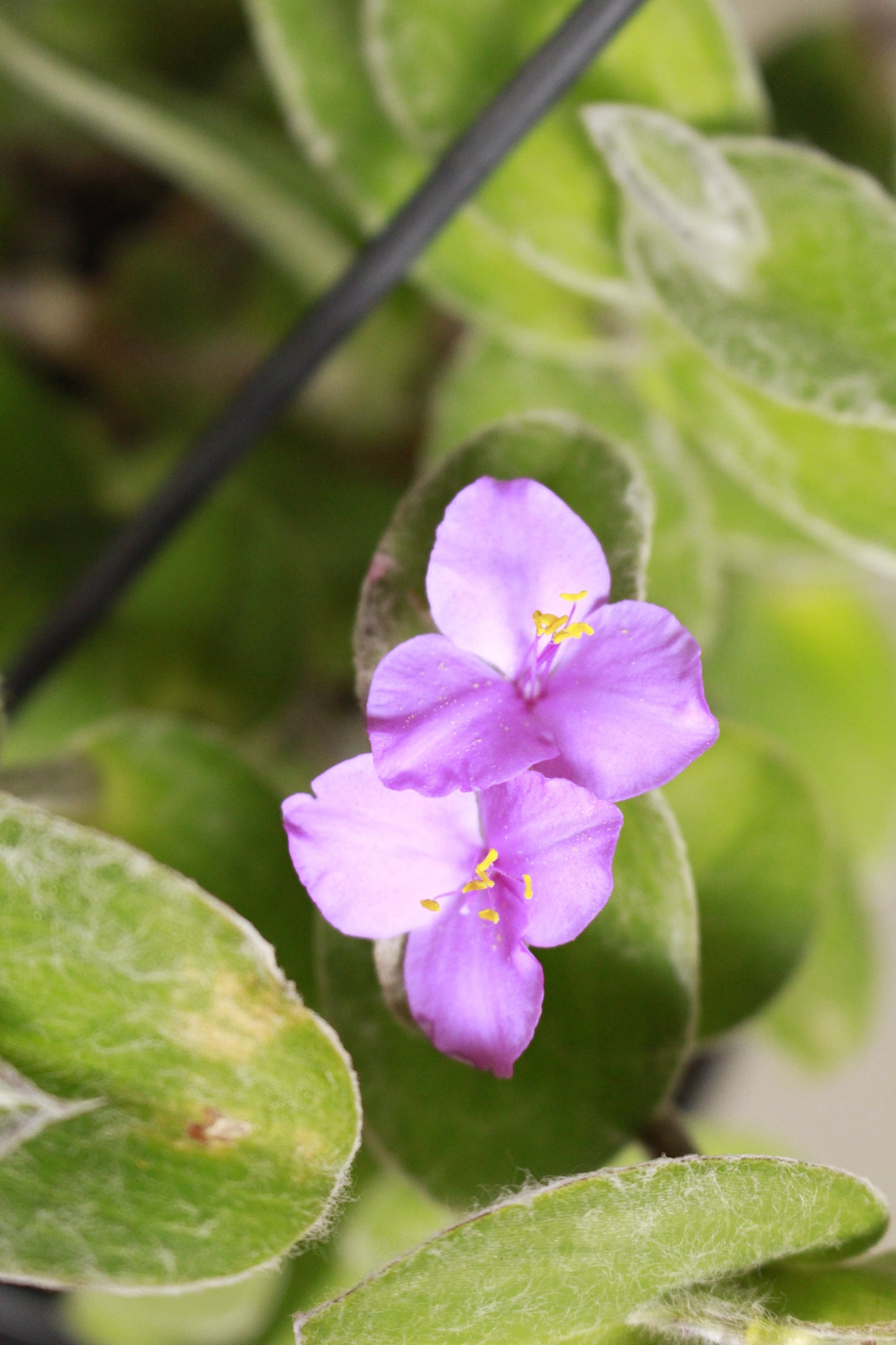 Tradescantia Sillamontana