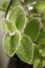 Load image into Gallery viewer, Tradescantia Sillamontana
