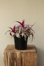Load image into Gallery viewer, Tradescantia Rhoeo Tricolour
