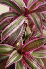 Load image into Gallery viewer, Tradescantia Rhoeo Tricolour
