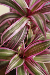 Tradescantia Rhoeo Tricolour