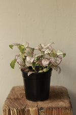 Load image into Gallery viewer, Fittonia Pink Nerve Plant

