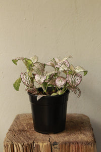 Fittonia Pink Nerve Plant
