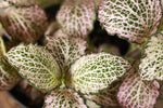Load image into Gallery viewer, Fittonia Pink Nerve Plant
