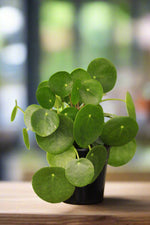 Load image into Gallery viewer, Chinese Money Plant (multiple plants)
