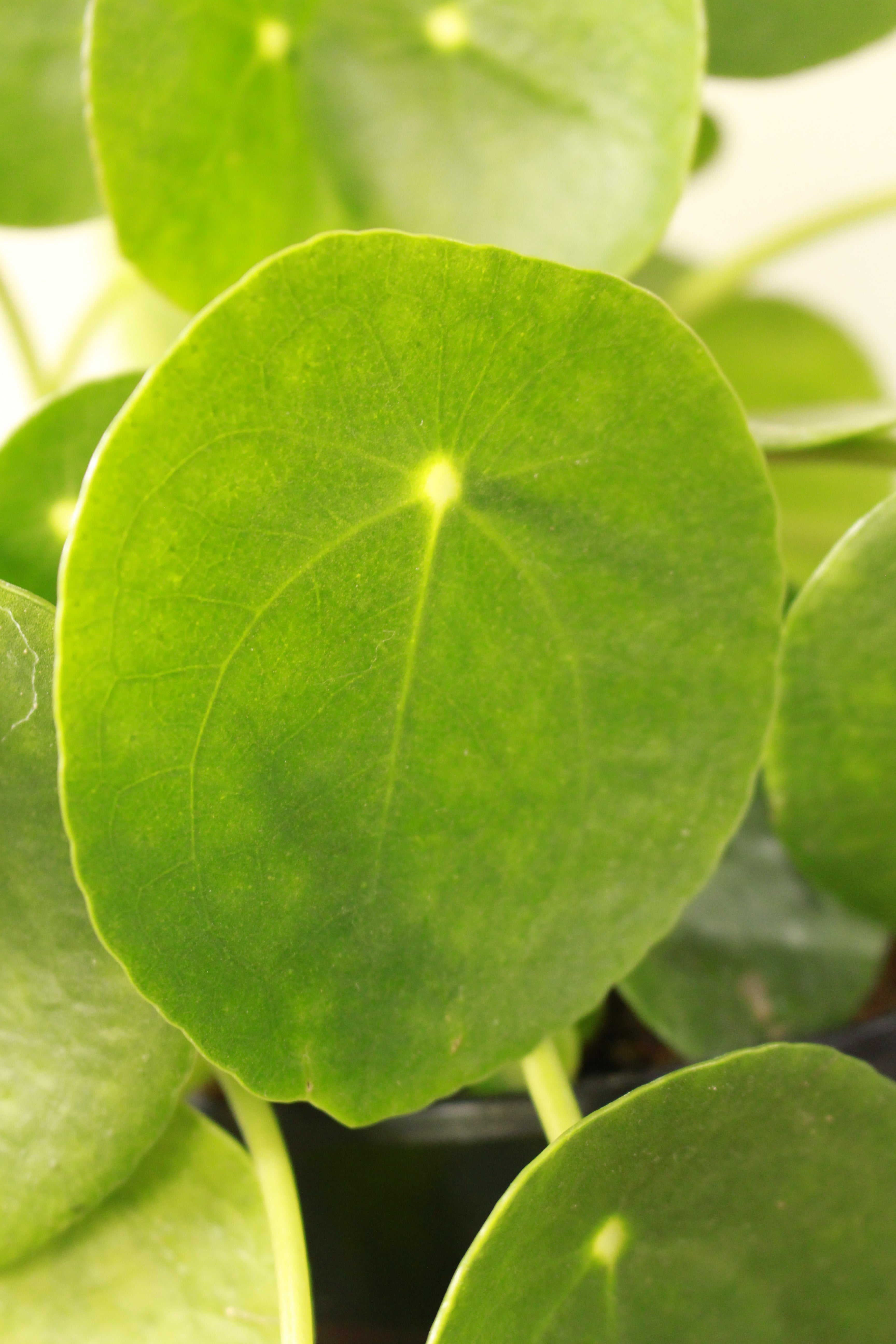 Chinese Money Plant (multiple plants)