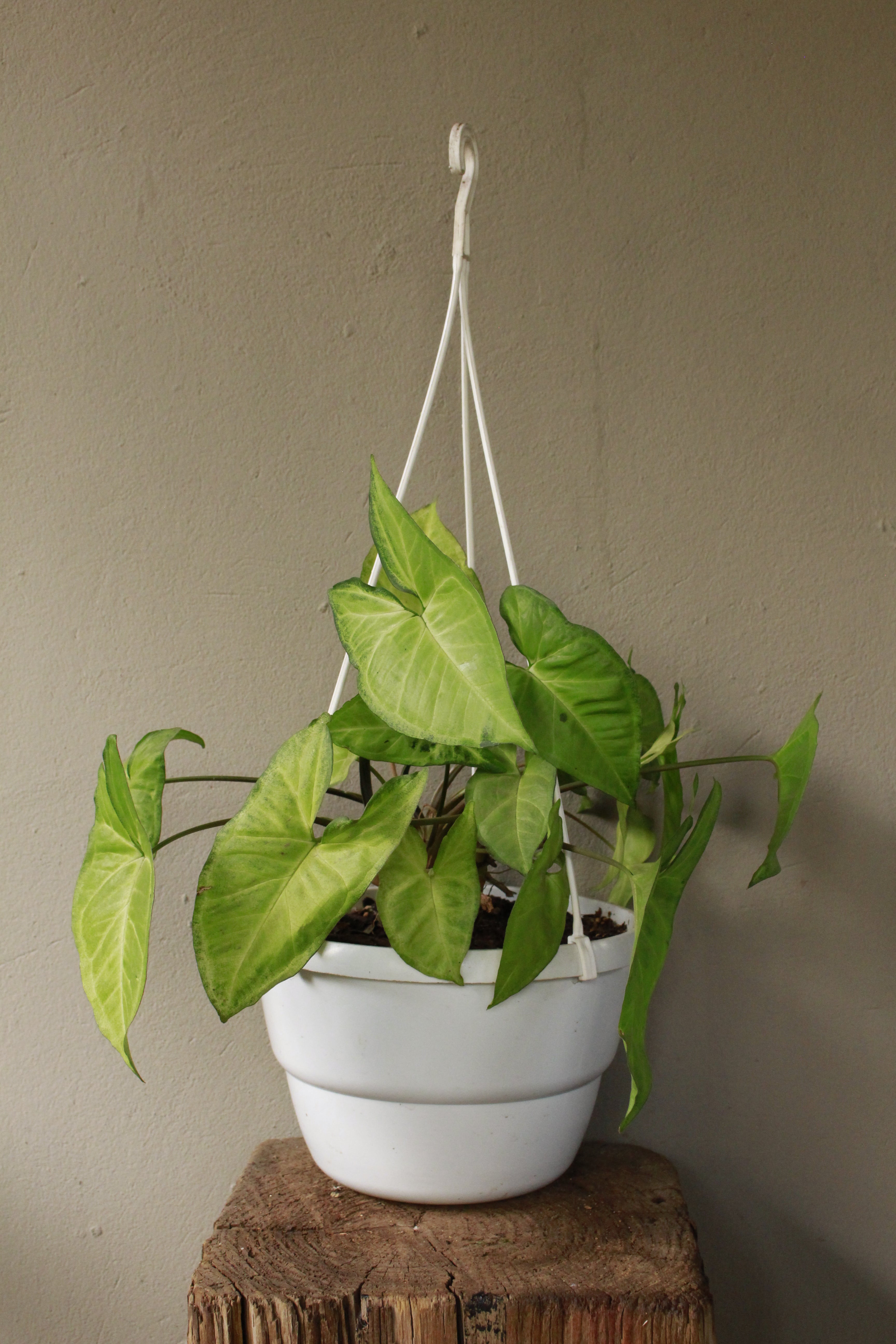 Syngonium White Butterfly hanging pot