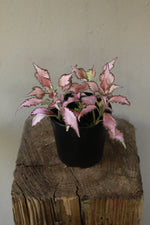 Load image into Gallery viewer, Fittonia Argyroneura Pink mix
