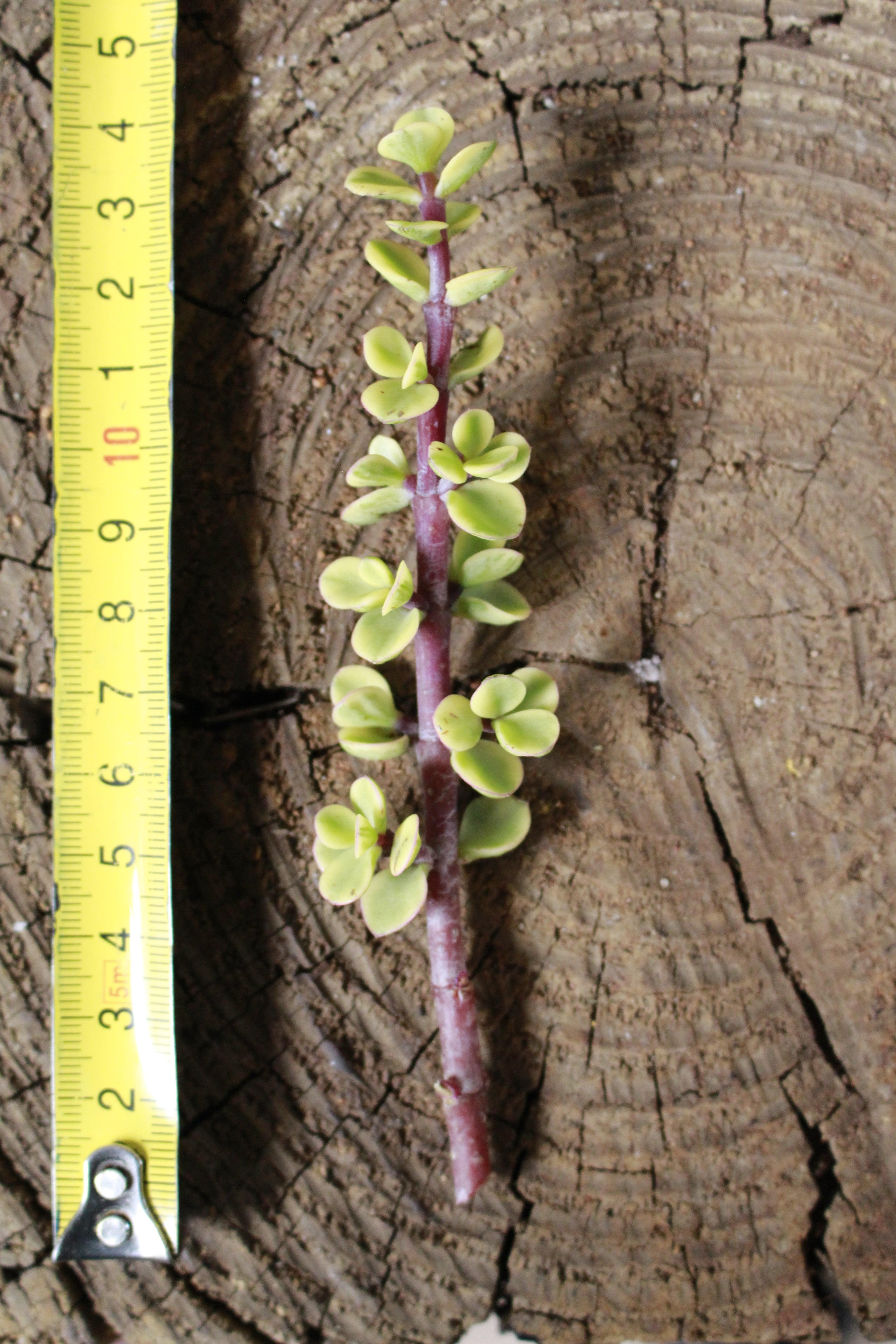 Portulacaria prostrata variegata Cutting