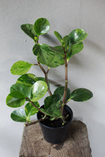 Load image into Gallery viewer, Peperomia Obtusifolia Verigata Baby Rubber Plant
