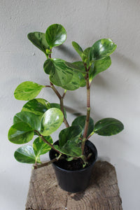 Peperomia Obtusifolia Verigata Baby Rubber Plant