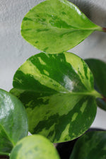 Load image into Gallery viewer, Peperomia Obtusifolia Verigata Baby Rubber Plant
