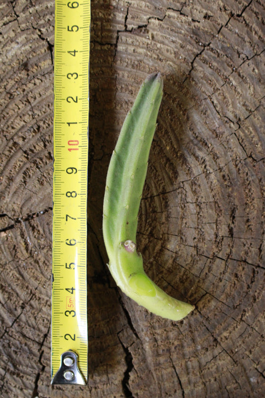 Stapelia Leendertziae cutting