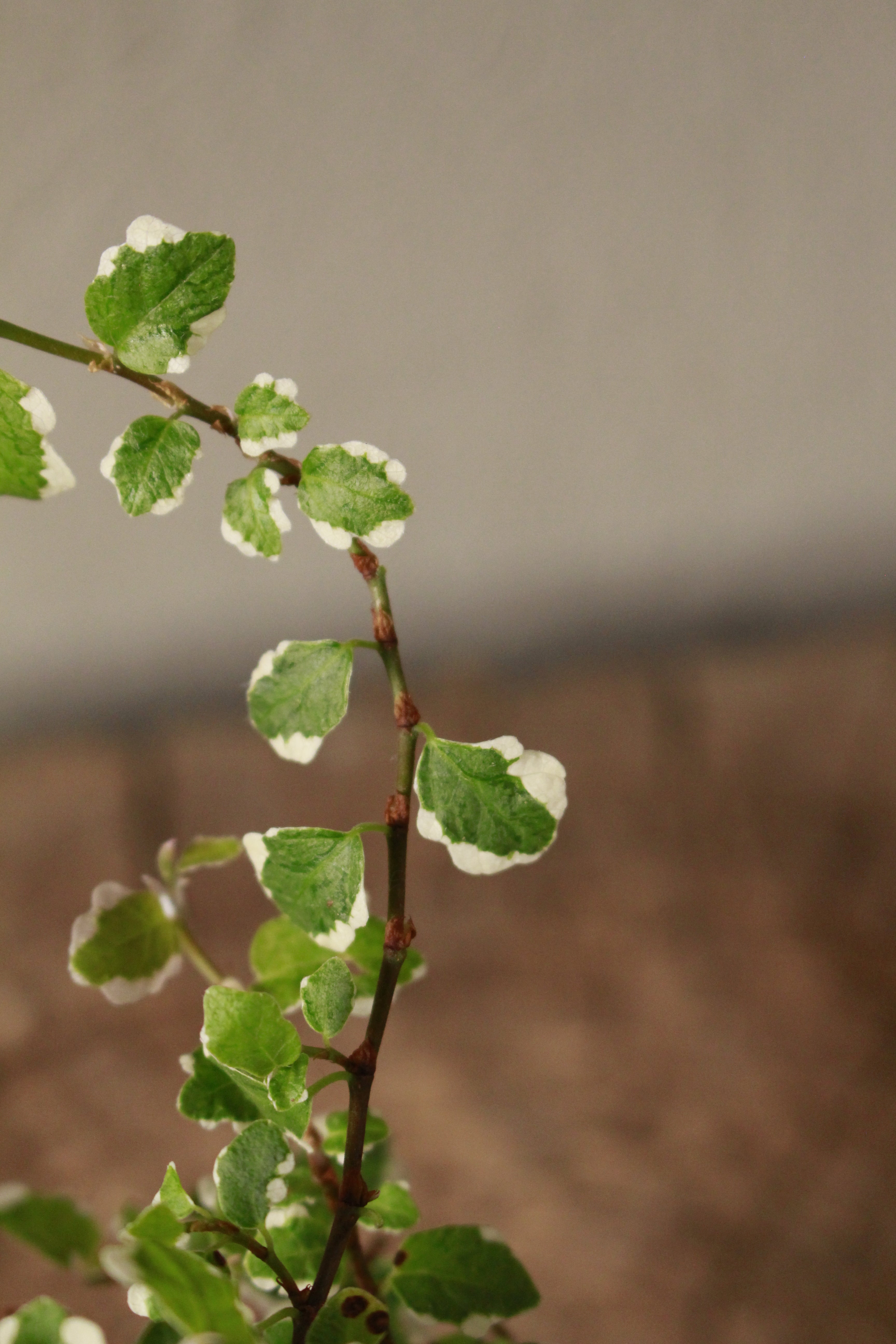 Creeping Fig