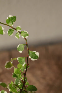 Creeping Fig