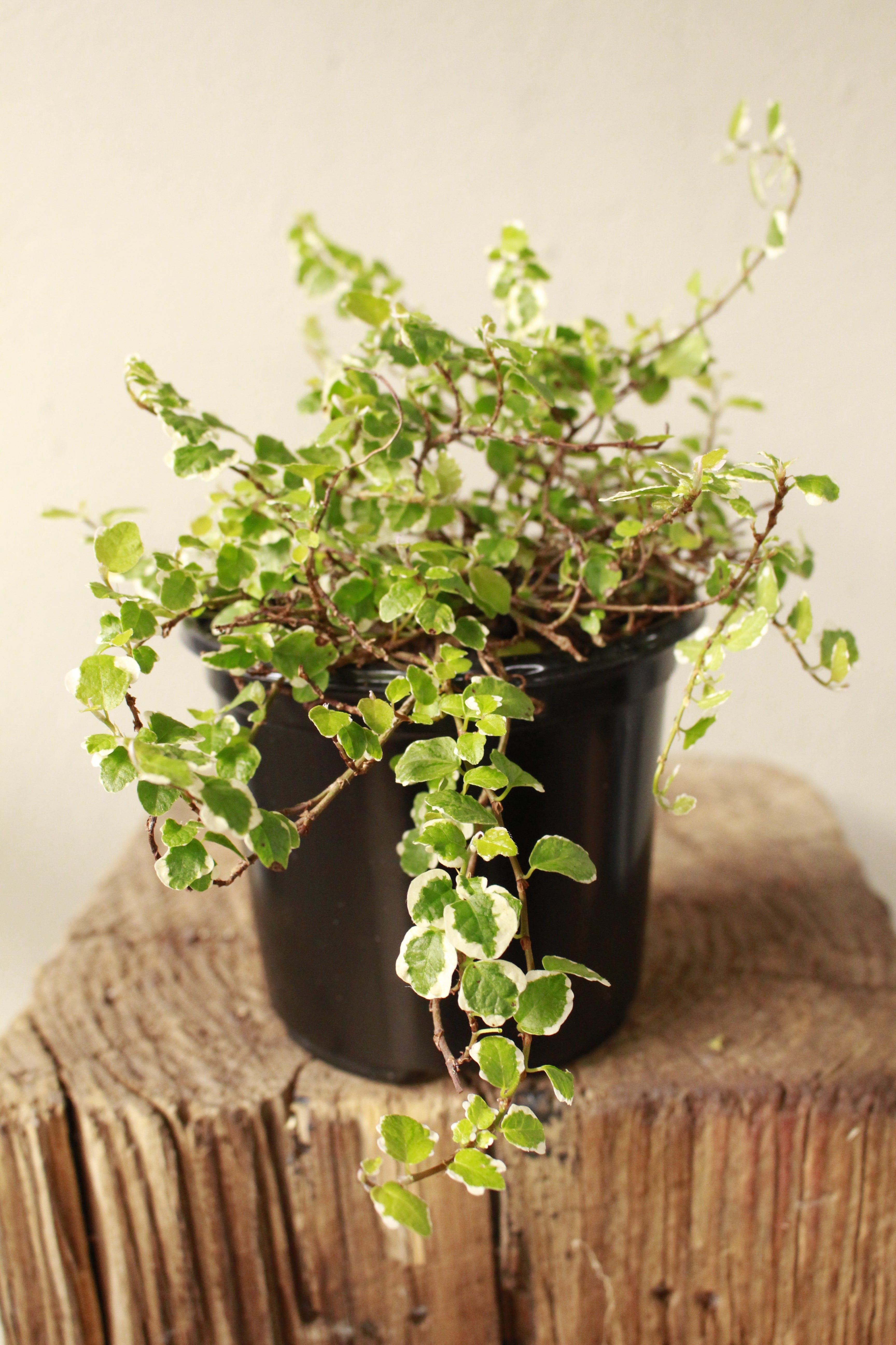 Creeping Fig
