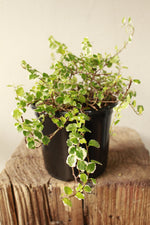 Load image into Gallery viewer, Creeping Fig
