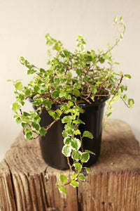 Creeping Fig