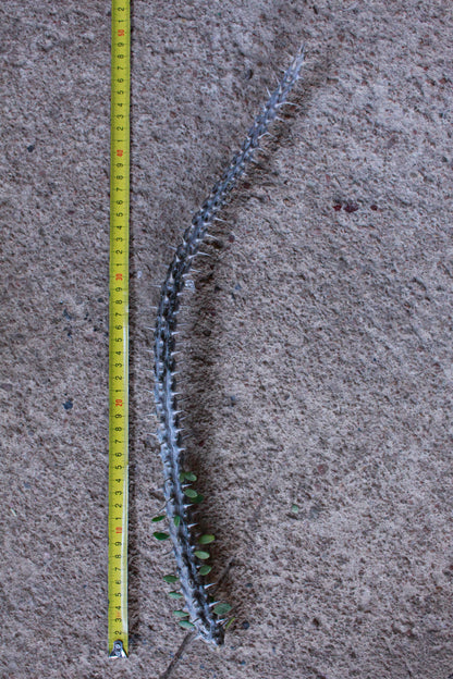 Alluaudia Procera Drake Cutting