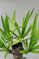 Load image into Gallery viewer, Yucca Cane

