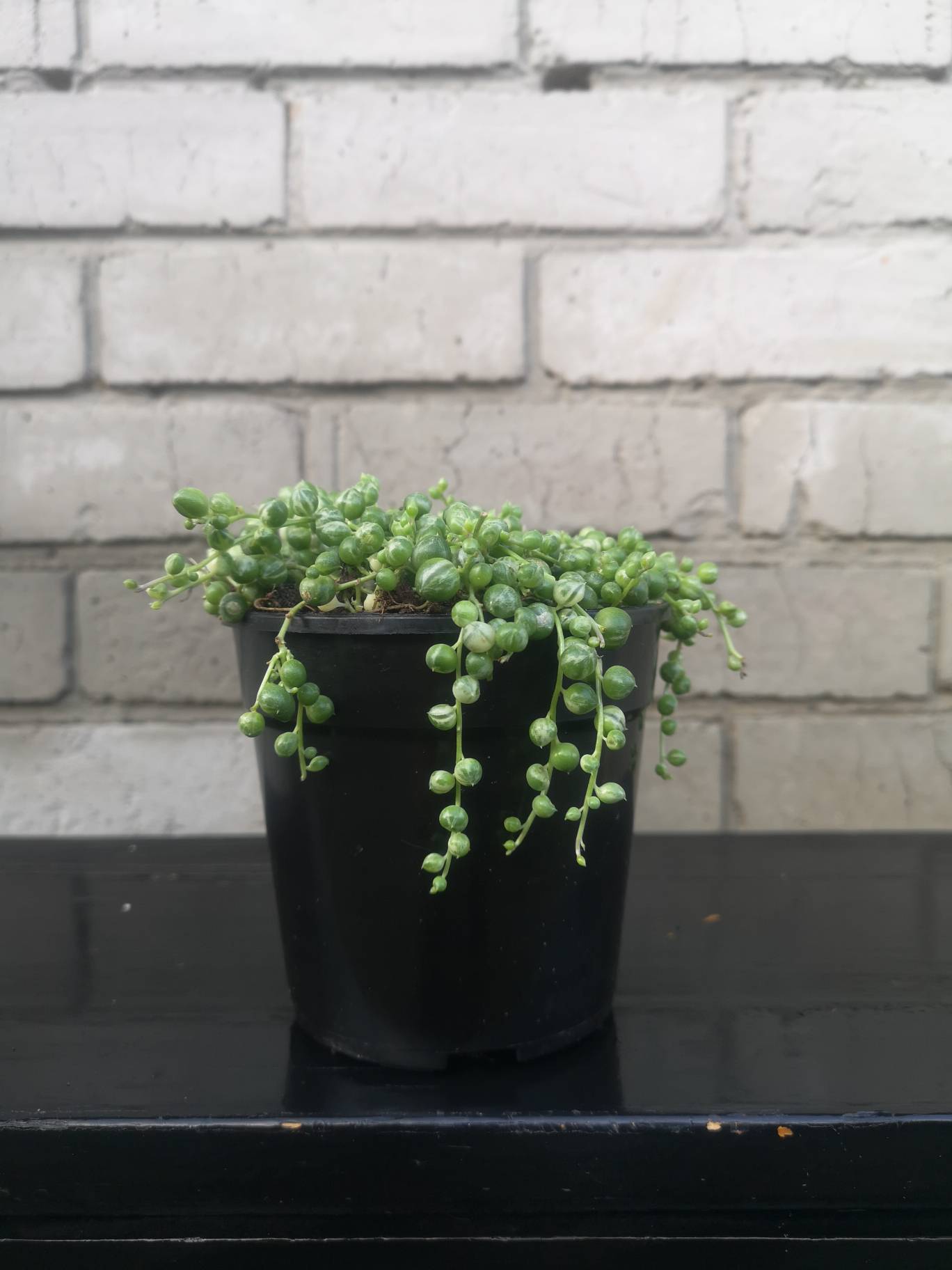 String of pearls Variegated