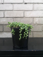 Load image into Gallery viewer, String of pearls Variegated

