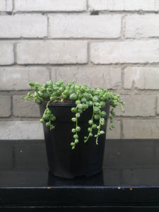 String of pearls Variegated